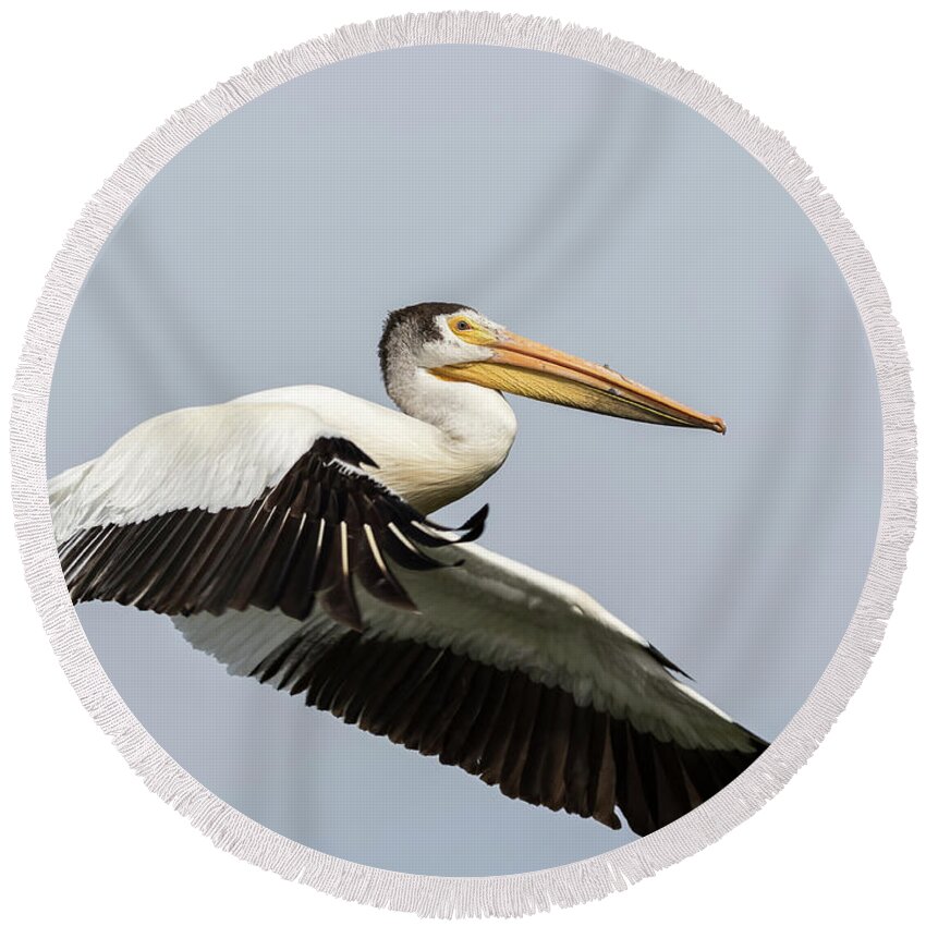 American White Pelican Round Beach Towel featuring the photograph White Pelican 2016-4 by Thomas Young