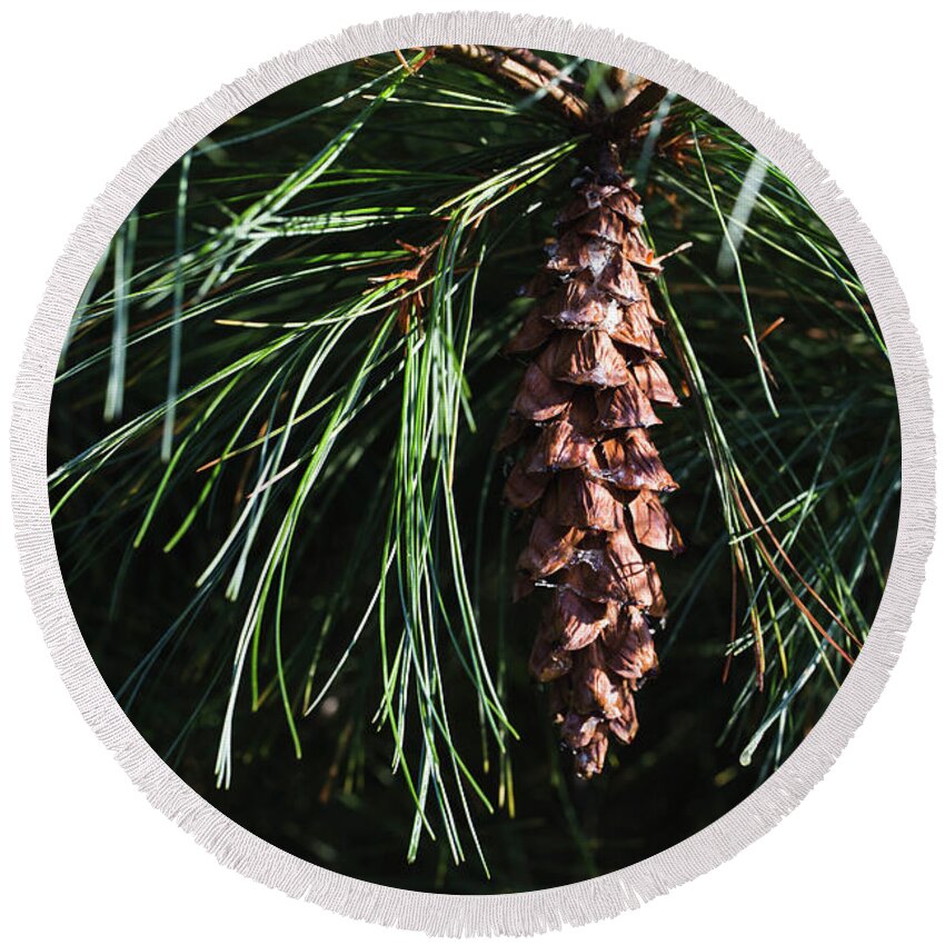 Andrew Pacheco Round Beach Towel featuring the photograph White Pine Cone by Andrew Pacheco