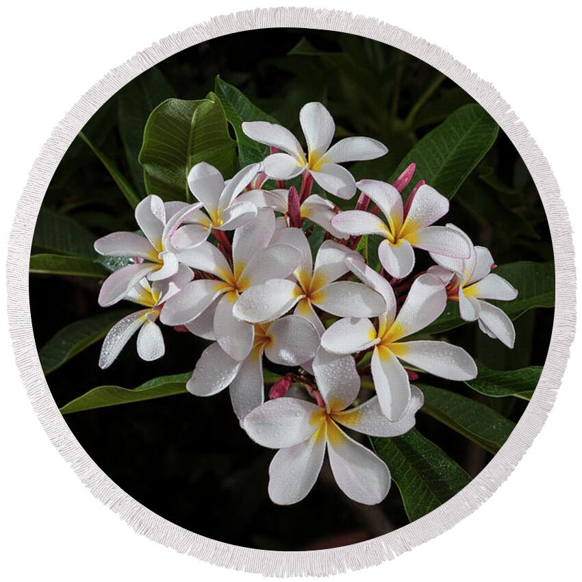 White Petals Round Beach Towel featuring the photograph White Plumerias in Bloom by John A Rodriguez