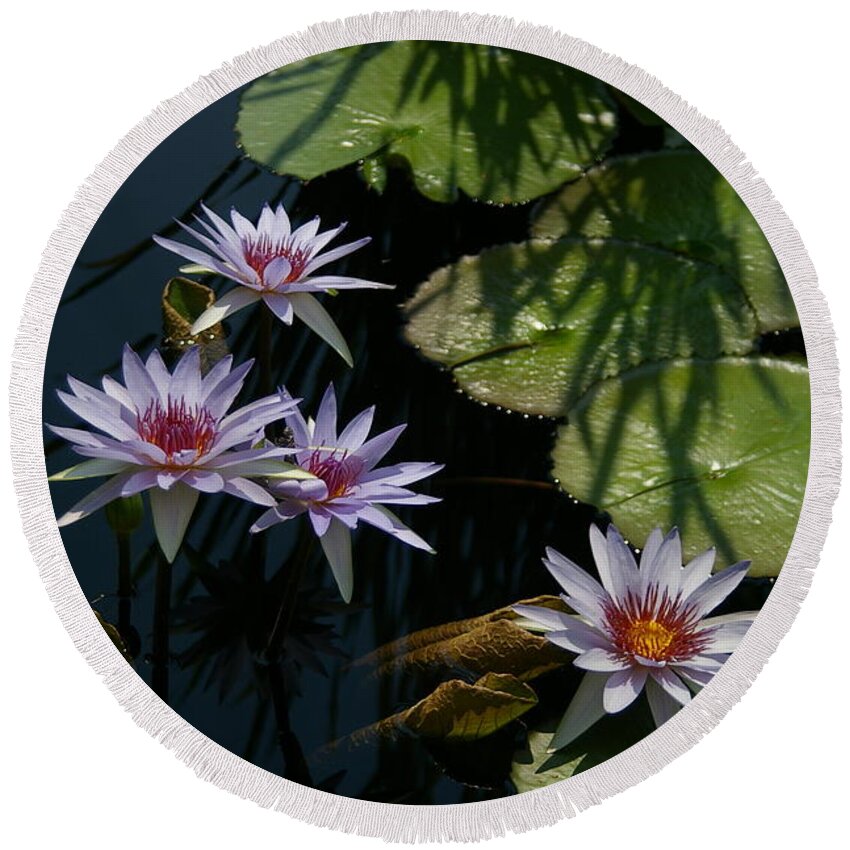 White Round Beach Towel featuring the photograph White, Red and Yellow Lotus Waterlilies by Jackie Irwin