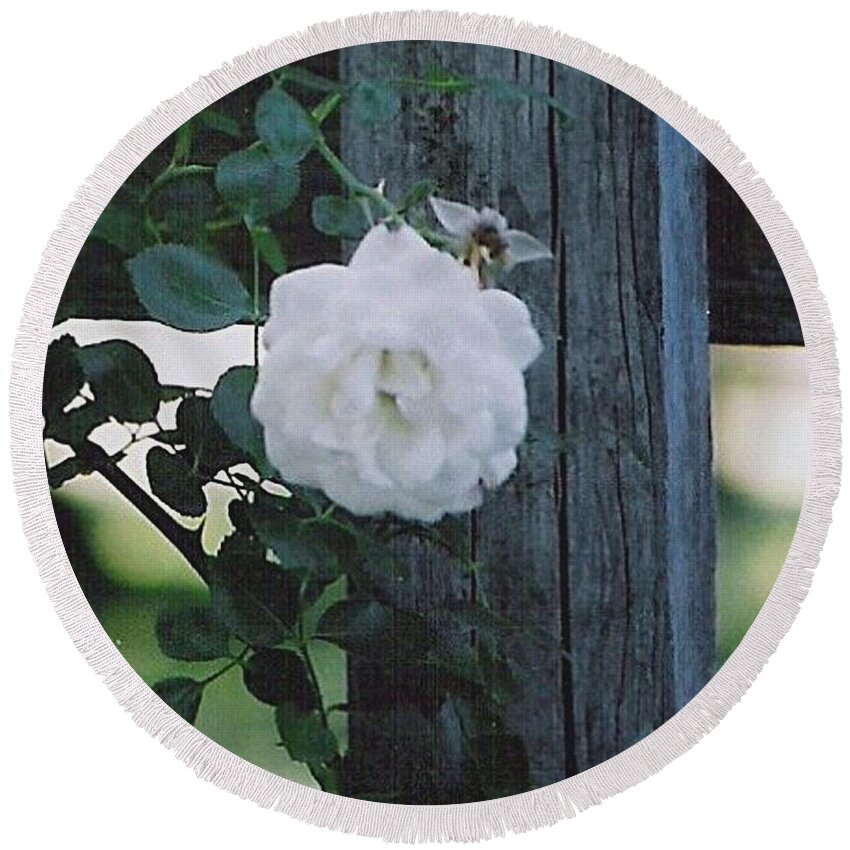 Roses Round Beach Towel featuring the photograph White Rose by Charles Robinson