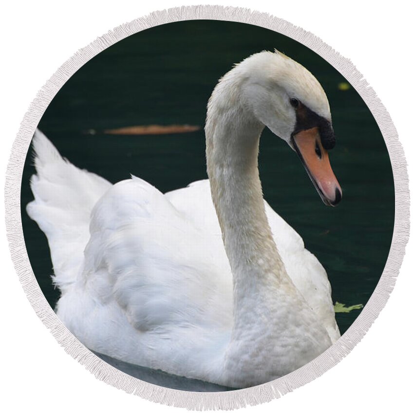 Swan Round Beach Towel featuring the photograph White Swan Swimming in a Lake on a Spring Day by DejaVu Designs