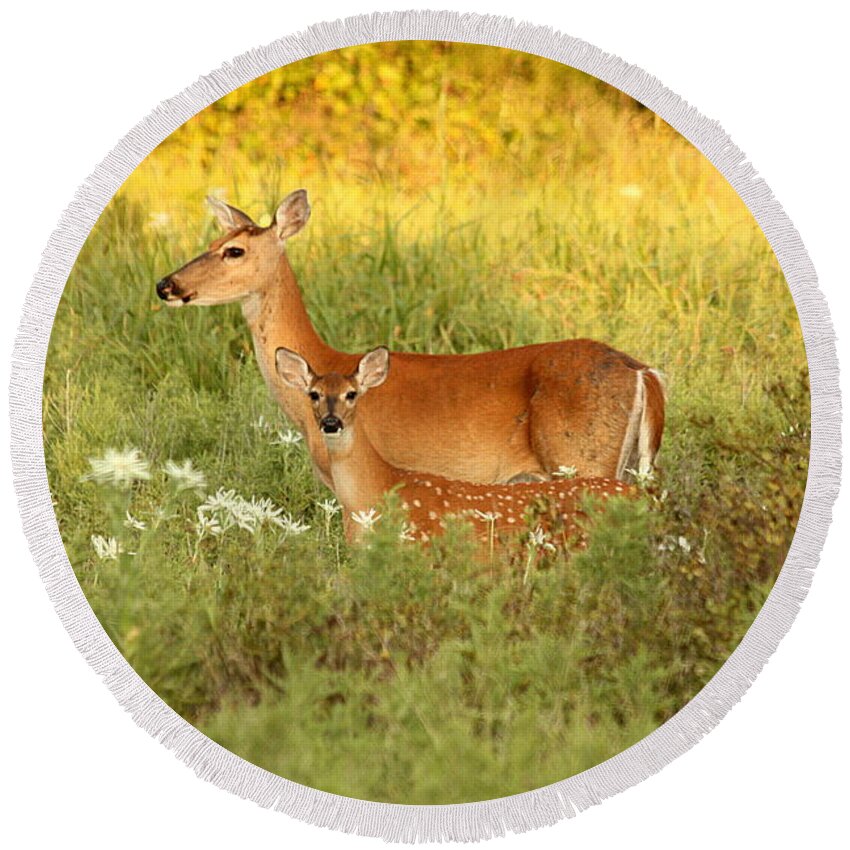 Nature Round Beach Towel featuring the photograph White-Tail Doe and Fawn in Meadow by Sheila Brown