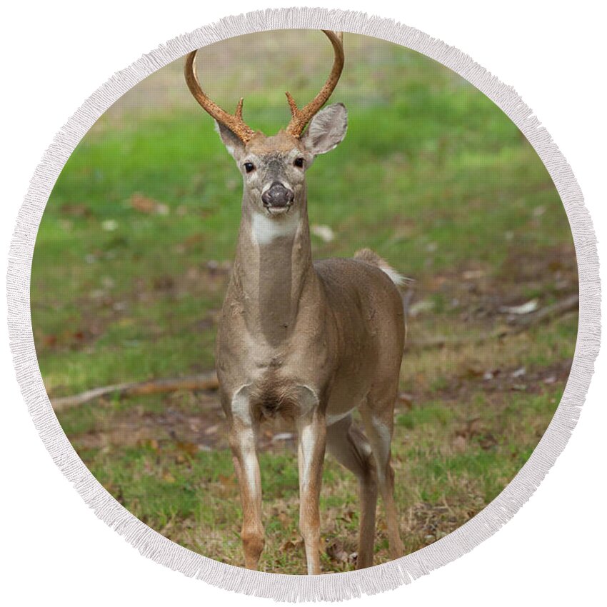 Animal Round Beach Towel featuring the photograph White-tailed Deer Buck by Erin Cadigan