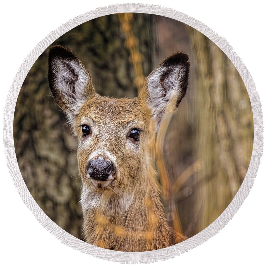 White-tailed Round Beach Towel featuring the photograph White Tailed Doe Eyed Deer by LeeAnn McLaneGoetz McLaneGoetzStudioLLCcom