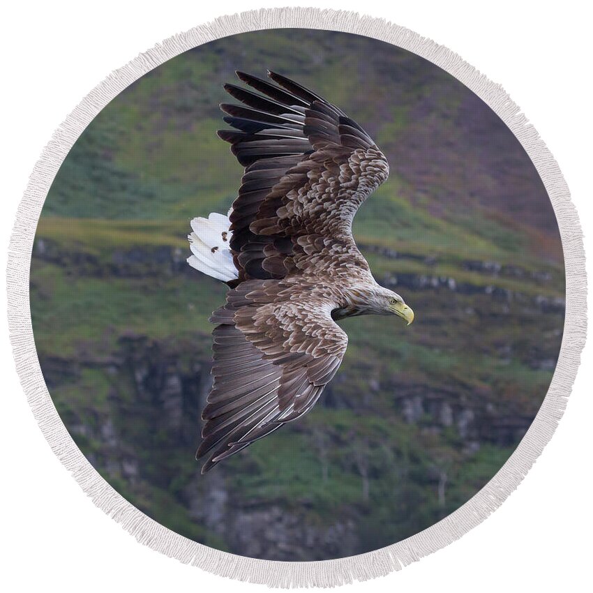 White-tailed Eagle Round Beach Towel featuring the photograph White-Tailed Eagle Banks by Pete Walkden