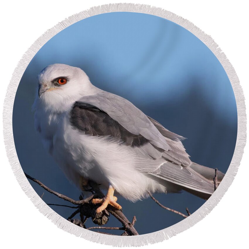 White-tailed Kite Round Beach Towel featuring the photograph White Tailed Kite Taking a Break from the Hunt by Kathleen Bishop