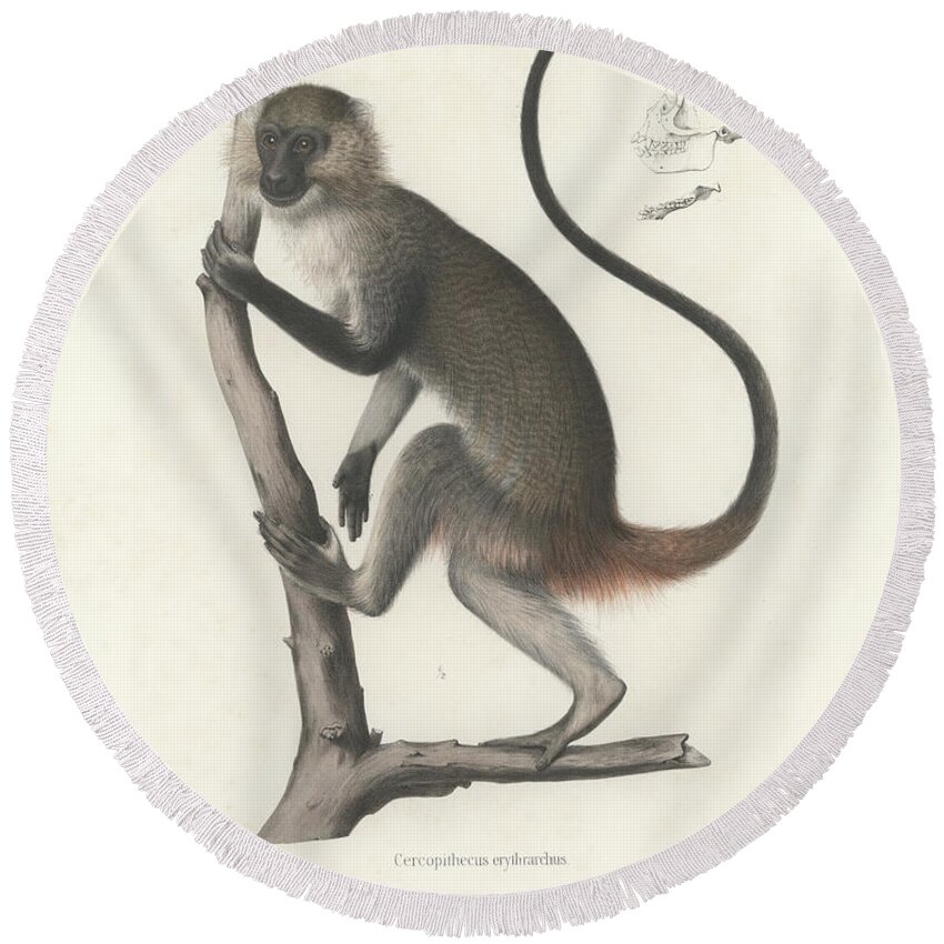 White Throated Guenon Round Beach Towel featuring the drawing White Throated Guenon, Cercopithecus albogularis erythrarchus #1 by J D L Franz Wagner