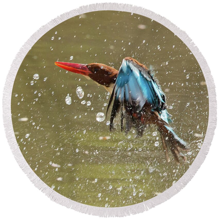 2017 Round Beach Towel featuring the photograph White-throated Kingfisher by Jean-Luc Baron