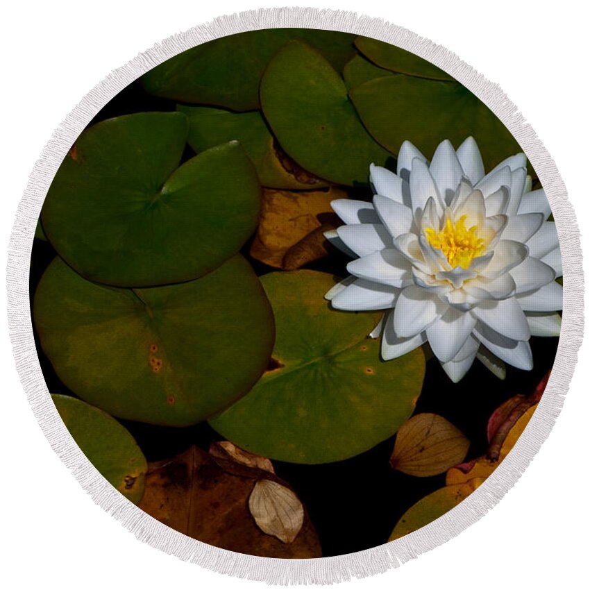 Beautiful Round Beach Towel featuring the photograph White Water Lily by Venetta Archer