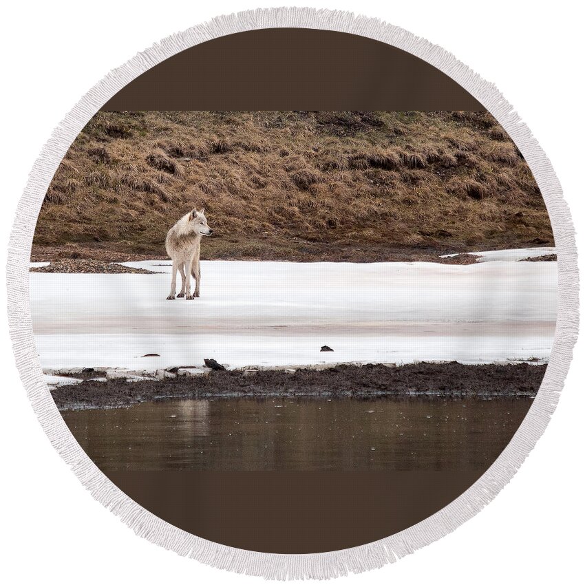 Yellowstone Round Beach Towel featuring the photograph White Wolf by Steve Stuller