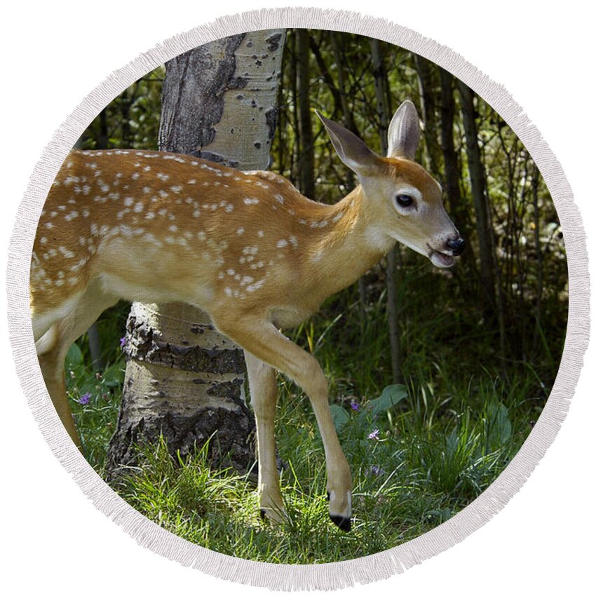 Fawn Round Beach Towel featuring the photograph Whitetail Fawn by Gary Beeler