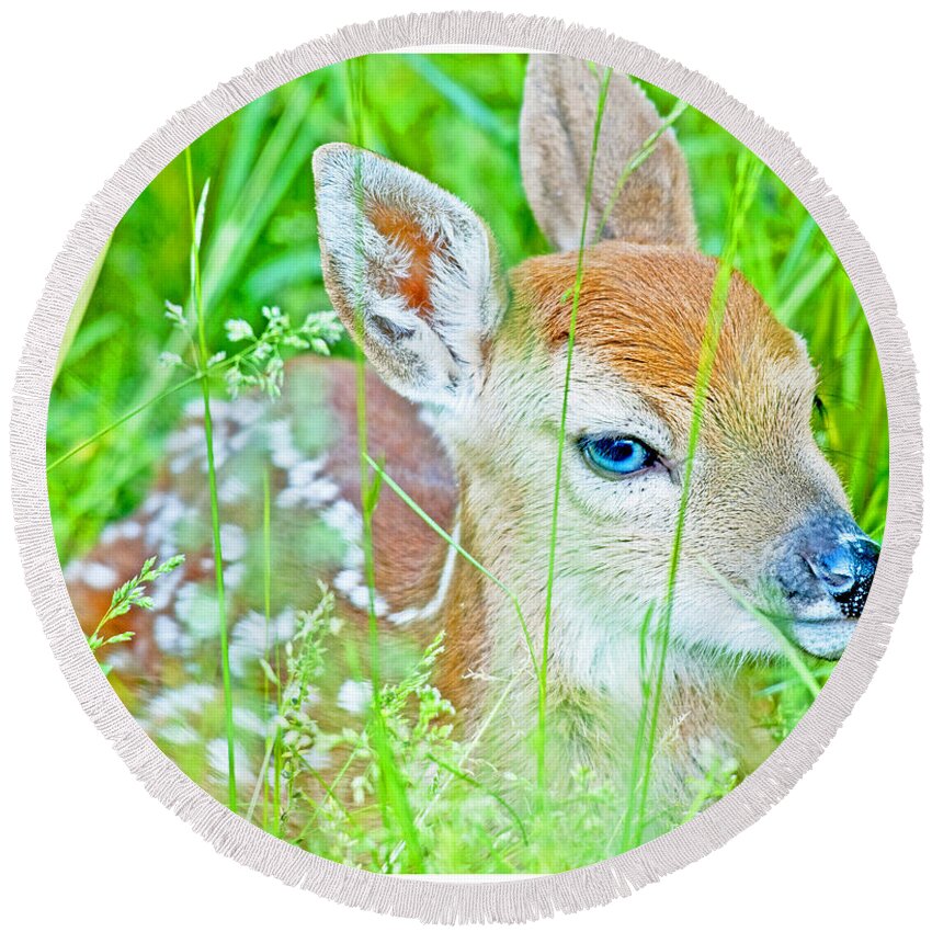 Vulnerable Round Beach Towel featuring the photograph Whitetailed Deer Fawn by A Macarthur Gurmankin