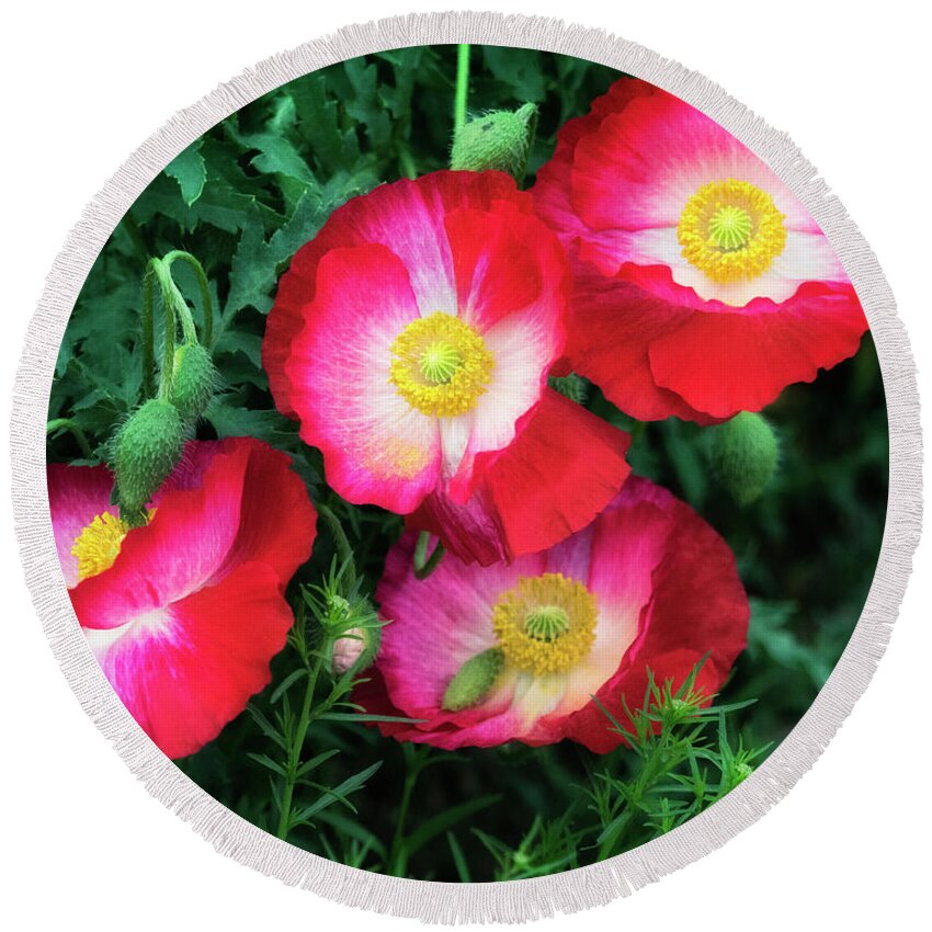 Poppy Round Beach Towel featuring the photograph Who is the prettiest ? by Usha Peddamatham
