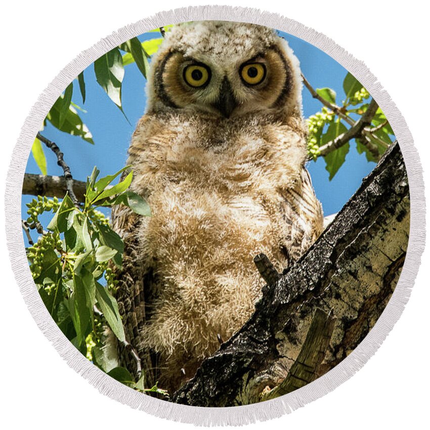 Great Horned Owl Round Beach Towel featuring the photograph Whooo Are You? by Joan Wallner