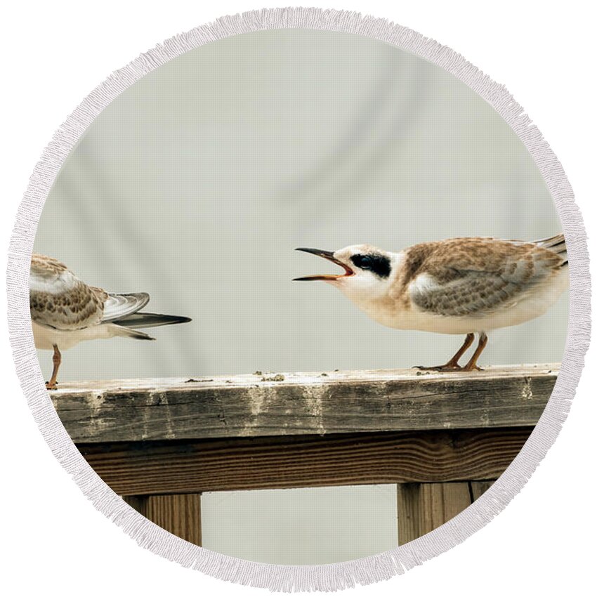 Terns Round Beach Towel featuring the photograph Why won't you listen by Sam Rino