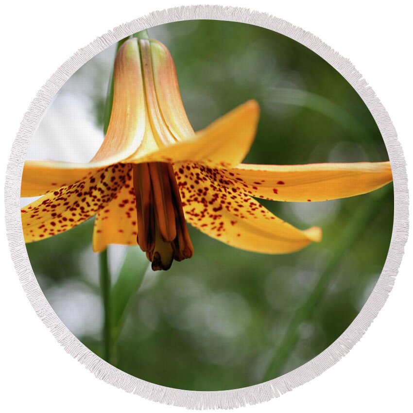 Flower Round Beach Towel featuring the photograph Wild Canadian Lily by Smilin Eyes Treasures