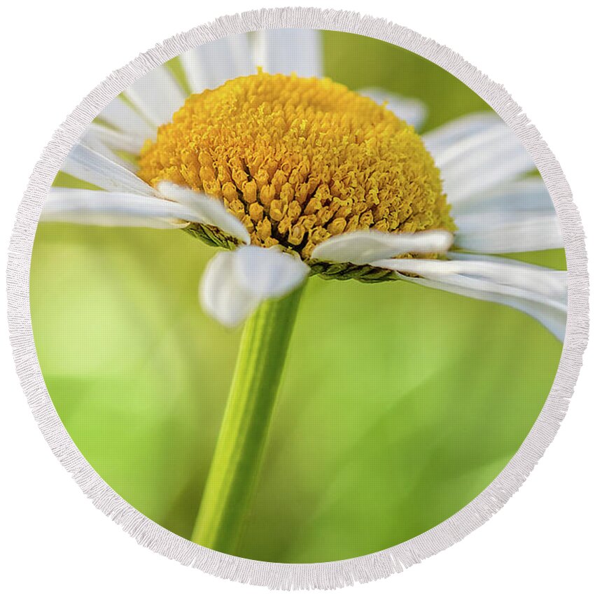 Bloom Round Beach Towel featuring the photograph Daisy by Ron Pate