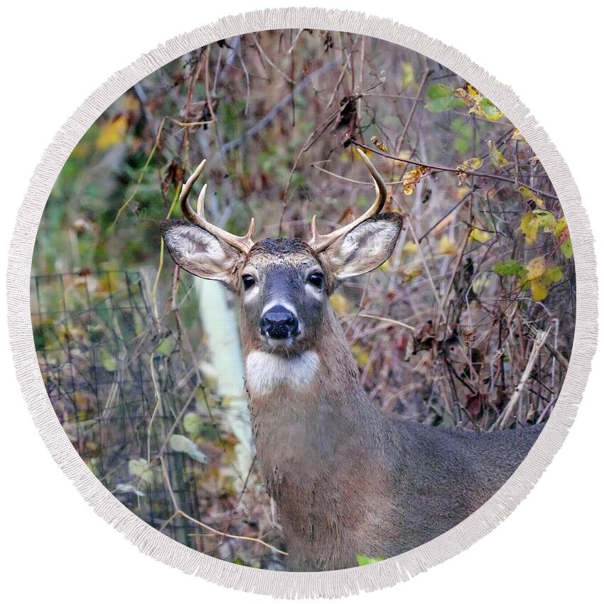 Animal Round Beach Towel featuring the photograph Wild Deer by Paul Ross