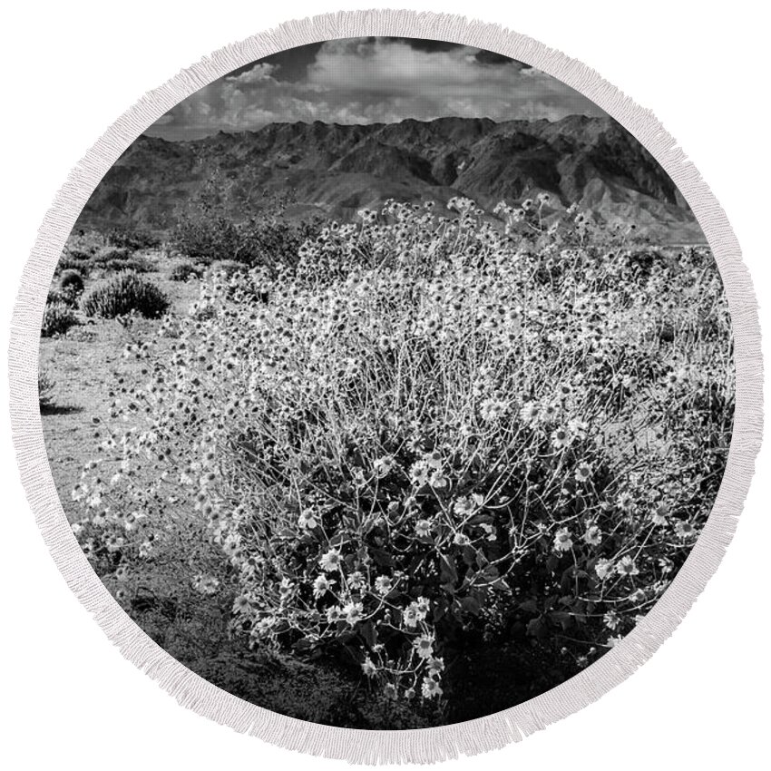 Art Round Beach Towel featuring the photograph Wild Desert Flowers Blooming in Black and White in the Anza-Borrego Desert State Park by Randall Nyhof