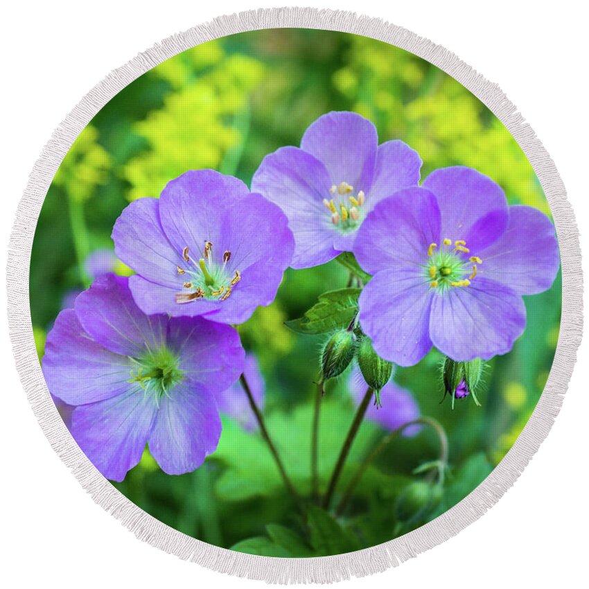 Wildflower Round Beach Towel featuring the photograph Wild Geranium Family Portrait by Bill Pevlor