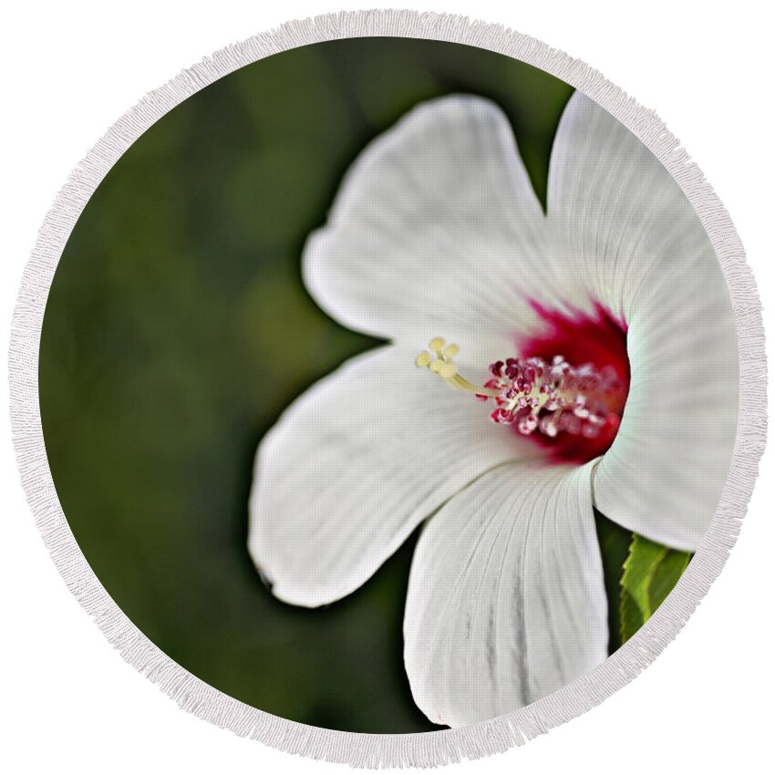  Hibiscus Round Beach Towel featuring the photograph Wild Hibiscus Moscheutos_1a by Walter Herrit