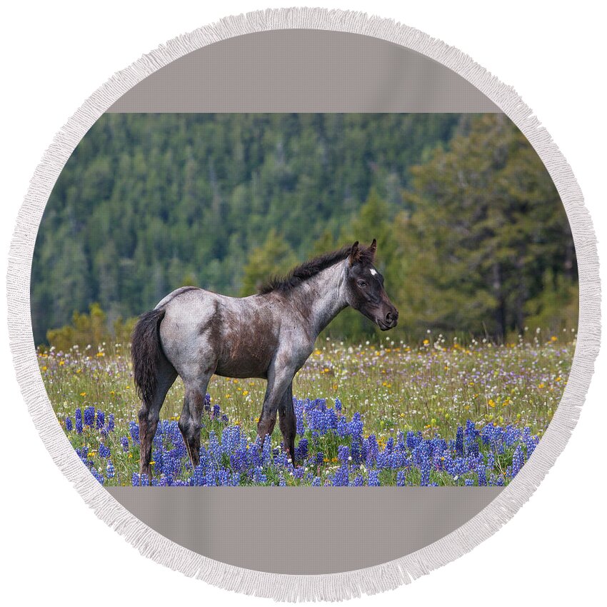 Mark Miller Photos Round Beach Towel featuring the photograph Wild Horse Foal in Lupines by Mark Miller