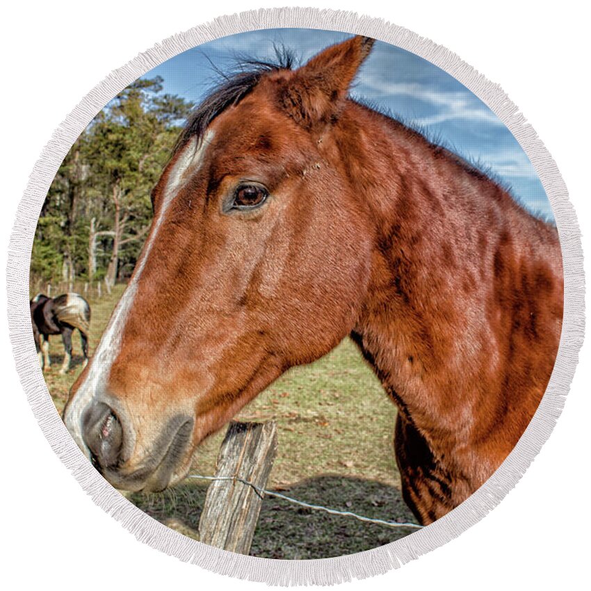 Horse Round Beach Towel featuring the photograph Wild Horse in Smoky Mountain National Park by Peter Ciro