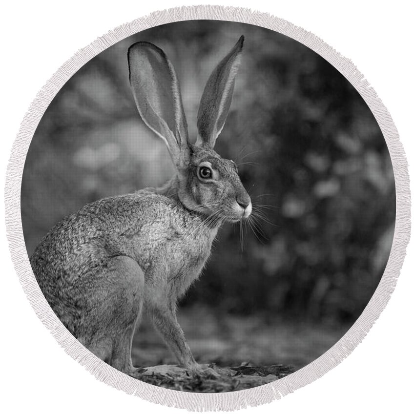 Jackrabbit Round Beach Towel featuring the photograph Wild Jack in Black and White by Sue Cullumber