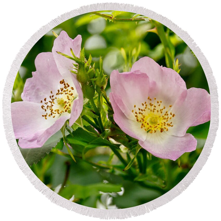 Wild Roses Round Beach Towel featuring the photograph Wild Roses. Duo. by Elena Perelman