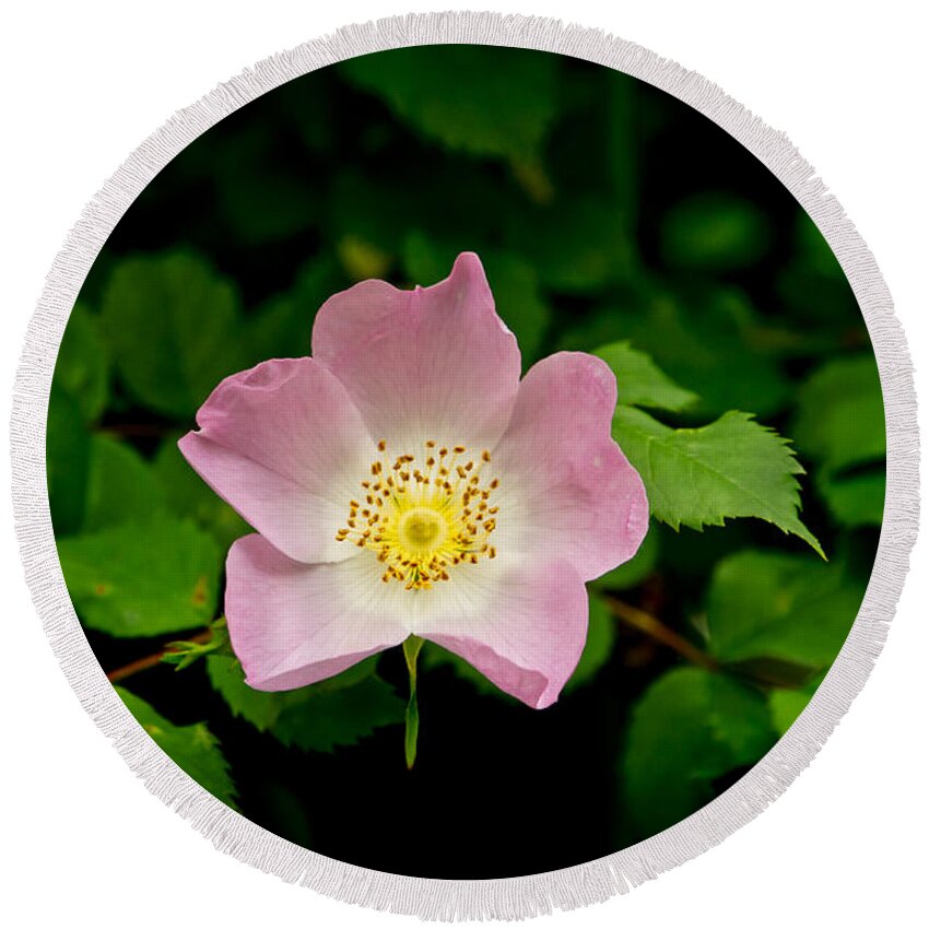 Wild Roses Floral Round Beach Towel featuring the photograph Wild Roses. First movement. by Elena Perelman