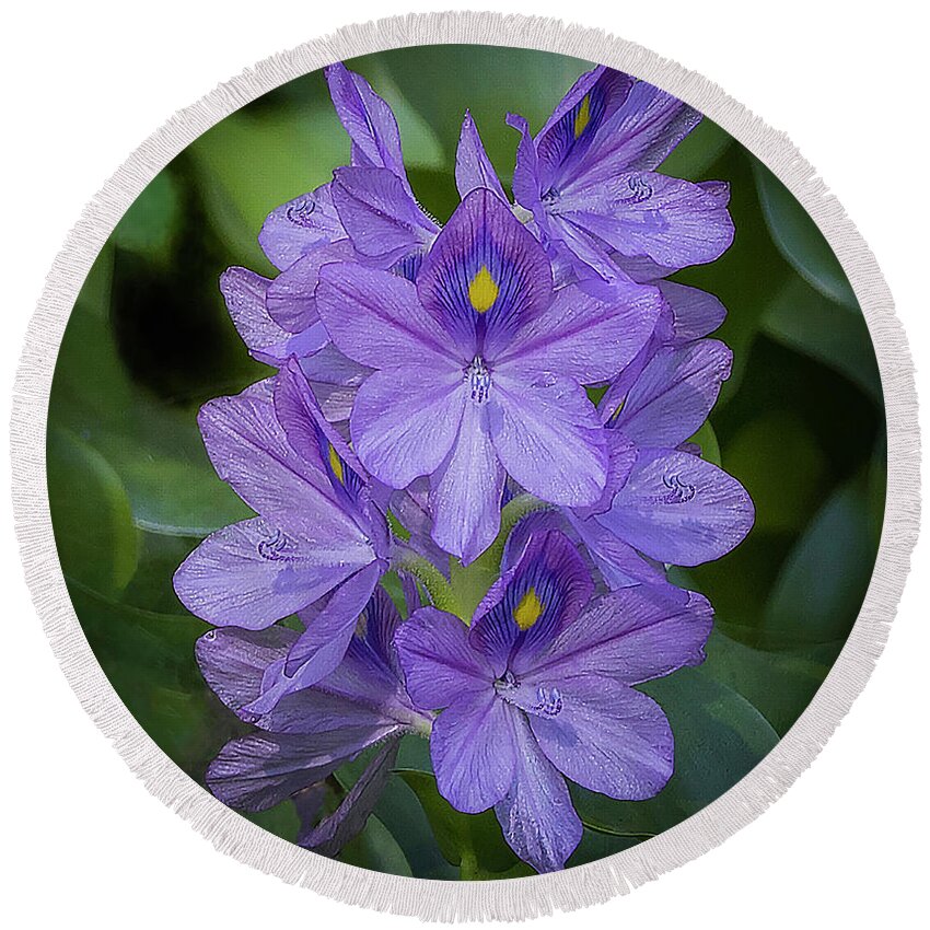 Flowers Round Beach Towel featuring the photograph Wild Water Hyacinth by DB Hayes