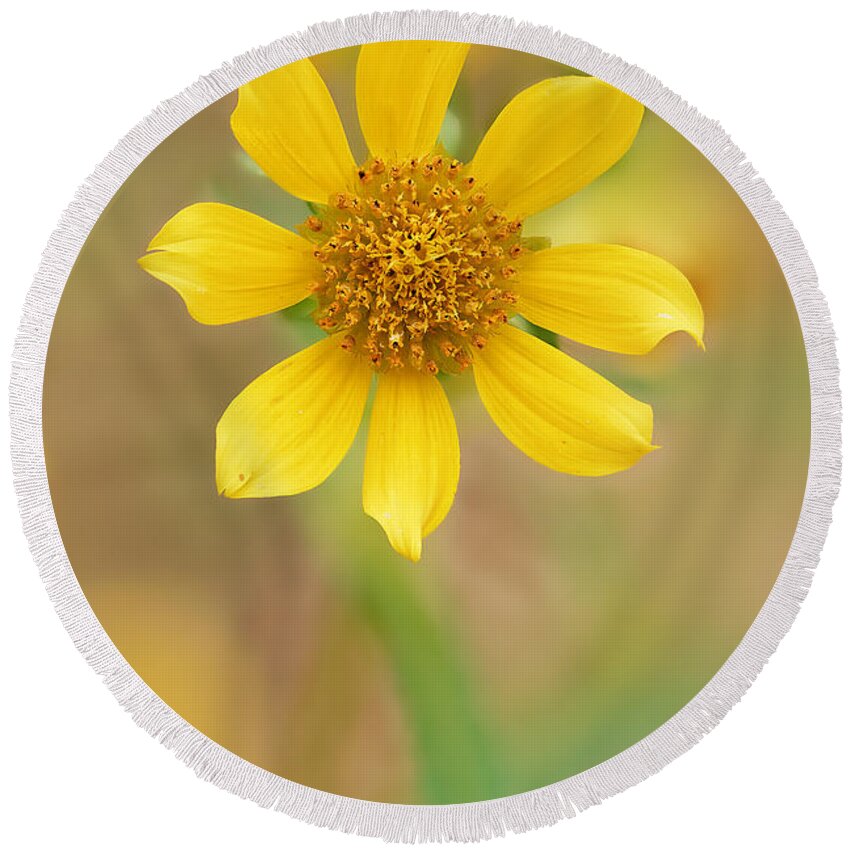 Flower Round Beach Towel featuring the photograph Wildflower by Robert Charity