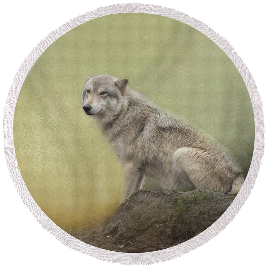 Alaskan Timber Wolf Round Beach Towel featuring the photograph Wildlife Alaska by Eva Lechner