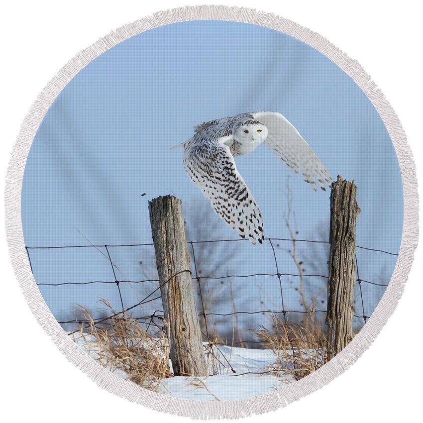 Snowy Owls Round Beach Towel featuring the photograph Windswept glory by Heather King