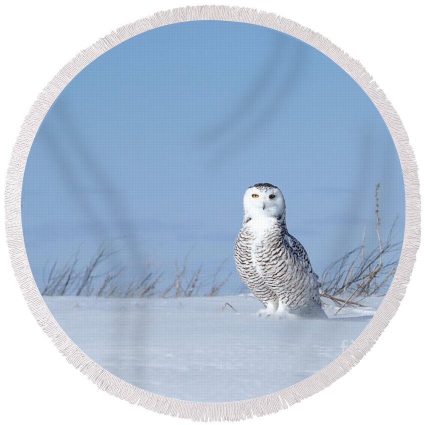 Snowy Owl Round Beach Towel featuring the photograph Windswept plains by Heather King