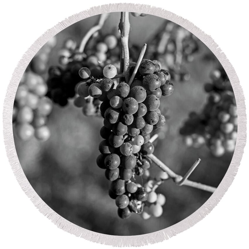 Grape Round Beach Towel featuring the photograph Wine in process Vineyard Grapevine in Sebastopol CA Purple and Green Grapes Black and White by Toby McGuire