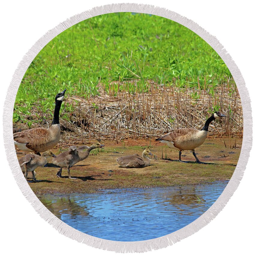 Geese Round Beach Towel featuring the photograph Winged Family by Terrie Stickle