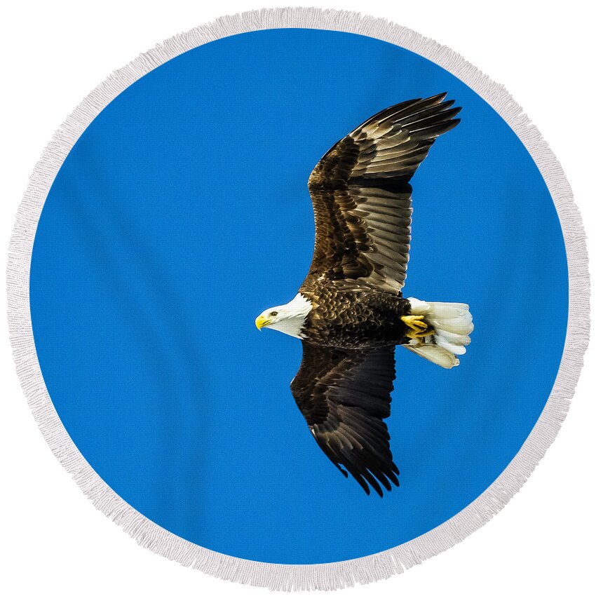 Eagle Round Beach Towel featuring the photograph Winging Home for Dinner by John Roach