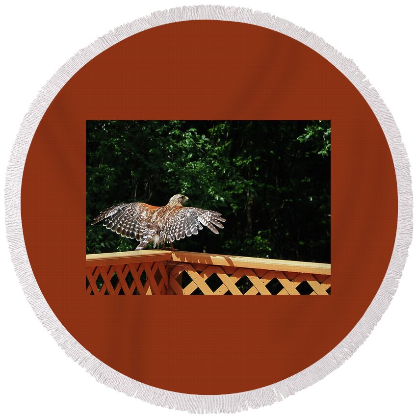 Red-shouldered Round Beach Towel featuring the photograph Wingspan of Hawk by Farol Tomson