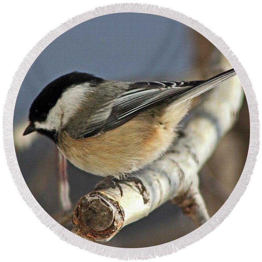 Birds Round Beach Towel featuring the photograph Chickadee in Winter by Ira Marcus
