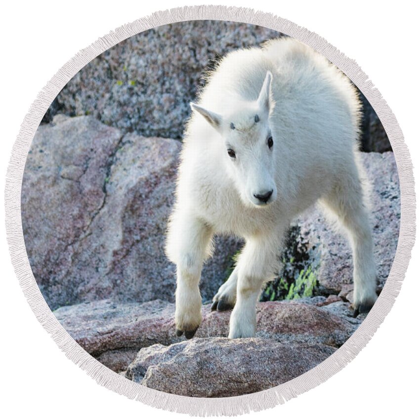Mountain Goat Round Beach Towel featuring the photograph Winter Coats #2 by Mindy Musick King