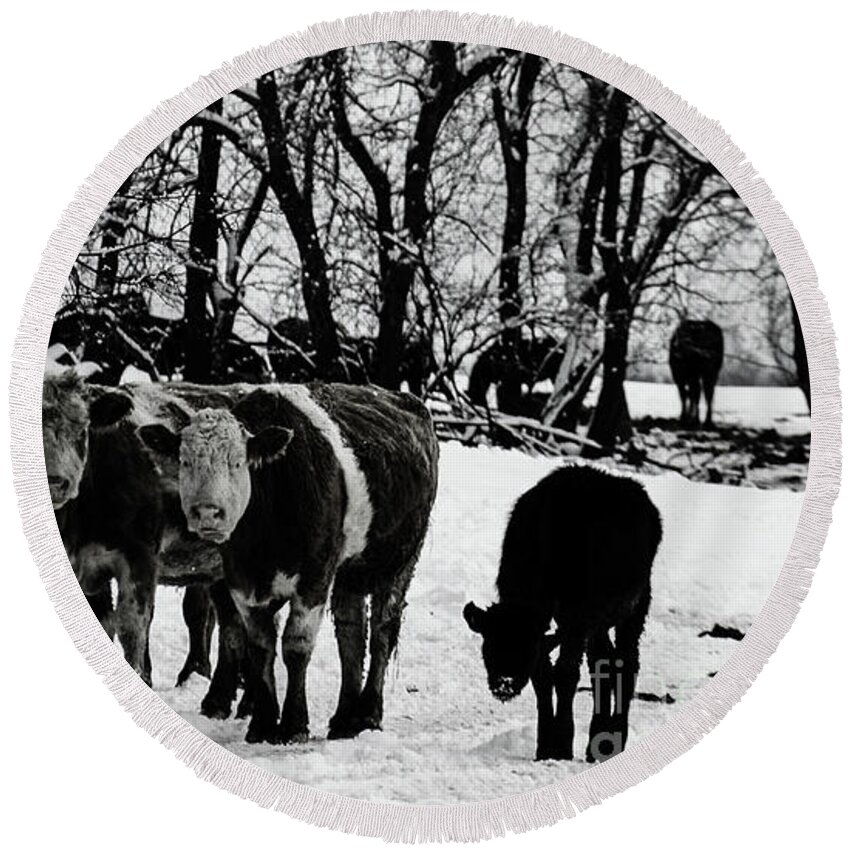 Cows Round Beach Towel featuring the photograph Winter Cows by Elaine Hunter