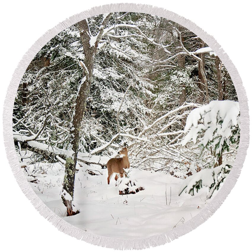 Winter Deer In The Forest Print Round Beach Towel featuring the photograph Winter Deer in the Forest by Gwen Gibson