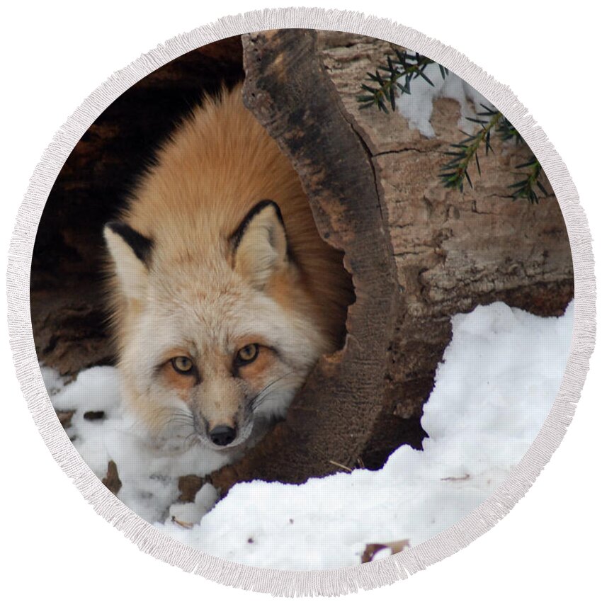 Fox Round Beach Towel featuring the photograph Winter fox by Richard Bryce and Family