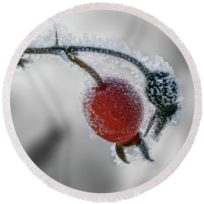 Rose Hip Round Beach Towel featuring the photograph Winter Rose Hip by Inge Riis McDonald
