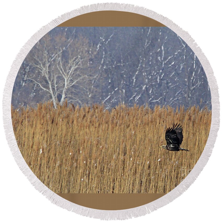 Bald Eagle Round Beach Towel featuring the photograph Winter Solace by Paula Guttilla