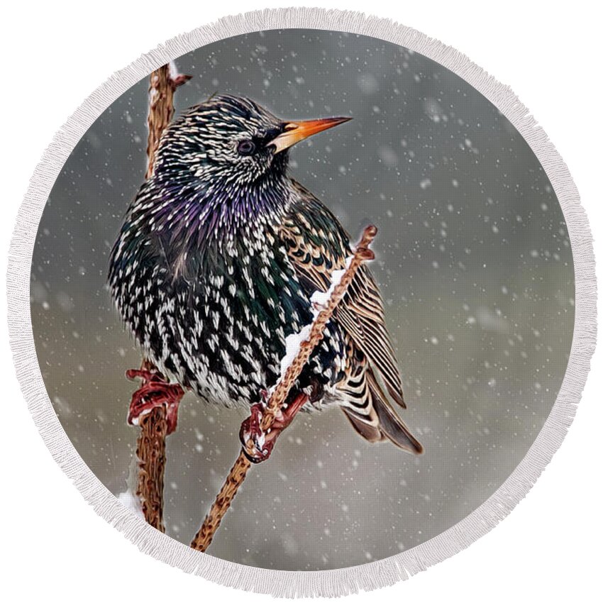 Starling Round Beach Towel featuring the photograph Winter Starling 2 by Cathy Kovarik