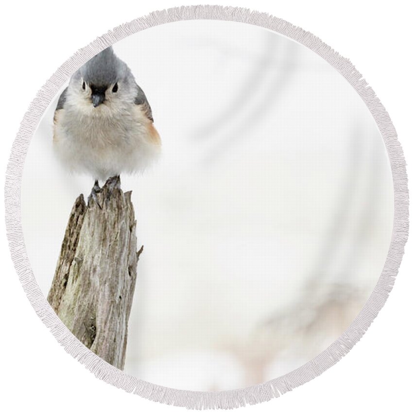 Bird Round Beach Towel featuring the photograph Winter Visit by Holly Ross