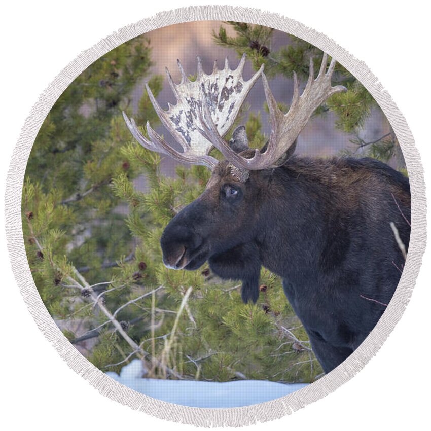 Moose Round Beach Towel featuring the photograph Winter's Arrival by Kevin Dietrich